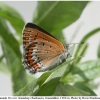 lycaena helle female1